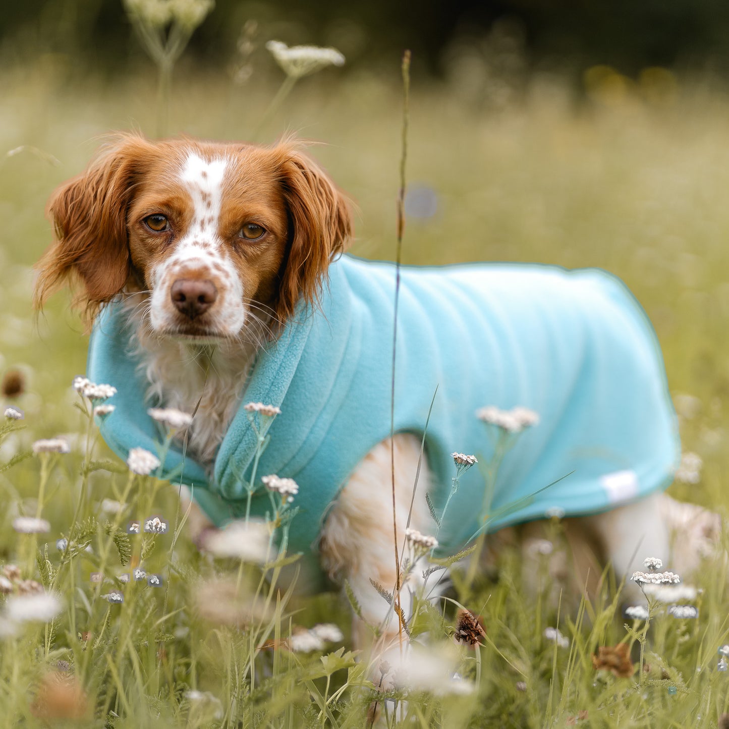 Hundepullover CosyShirt stay warm aqua
