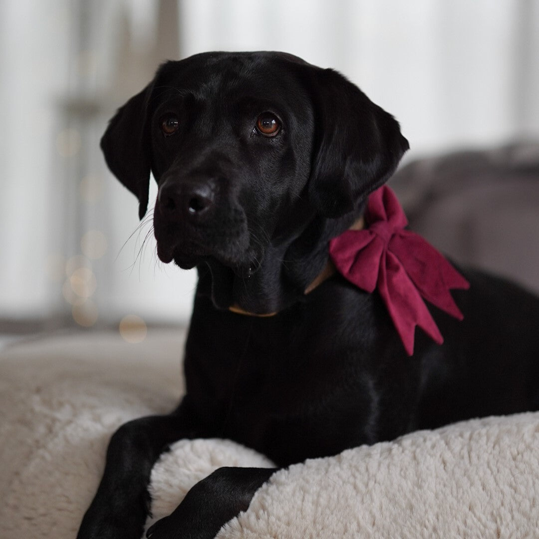 Schleife Cord bordeaux