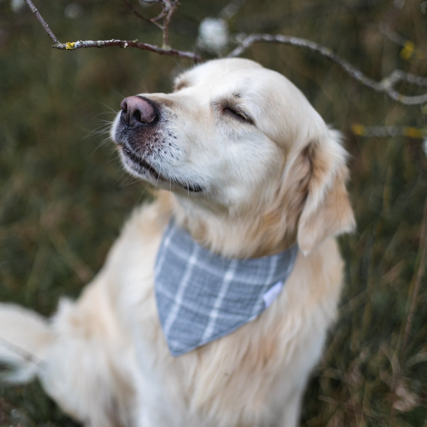 Hundehalstuch everyday grey