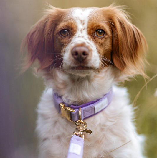 SALE Muddy Paw Halsband lila HU 38-42 cm