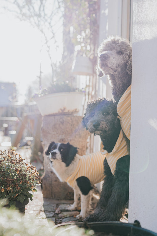 Hundebademantel CosyShirt dry lemon