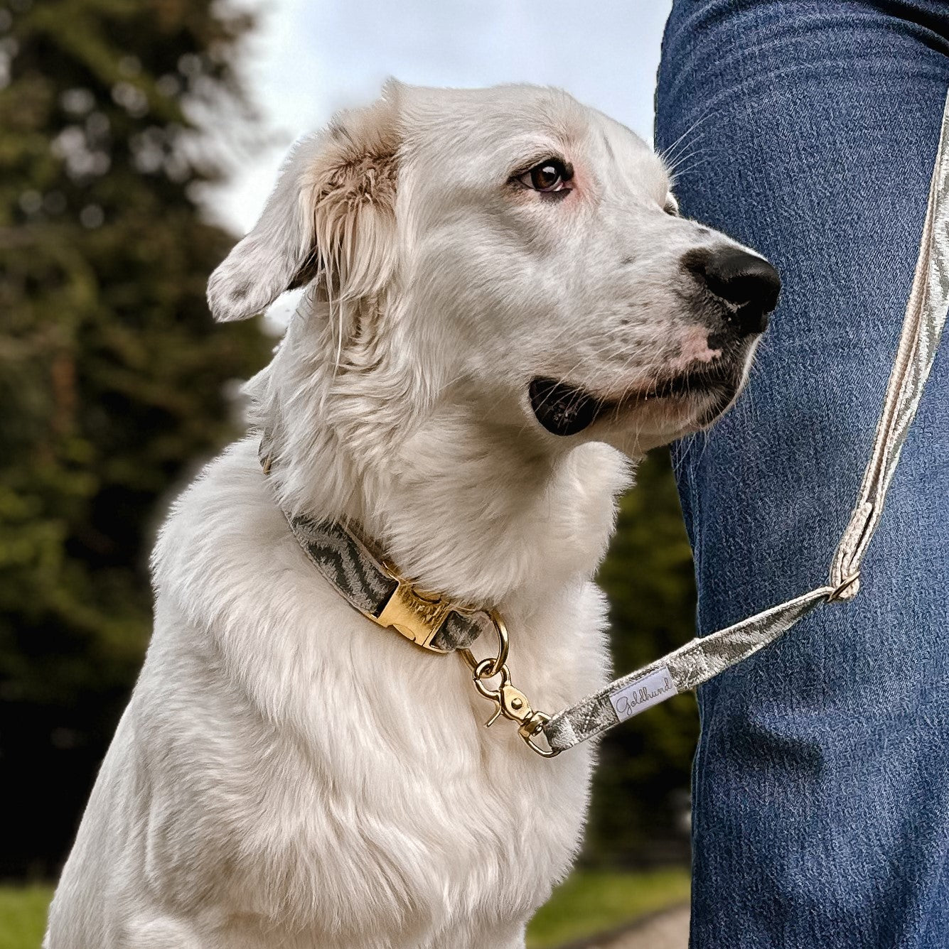 Happy paw Halsband - gischtgrün creme