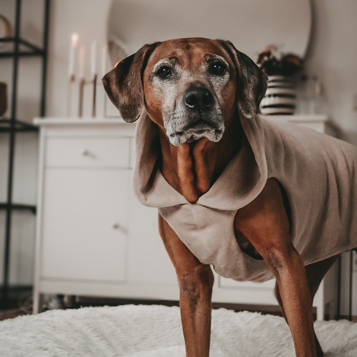 Hundebademantel CosyShirt dry mocha