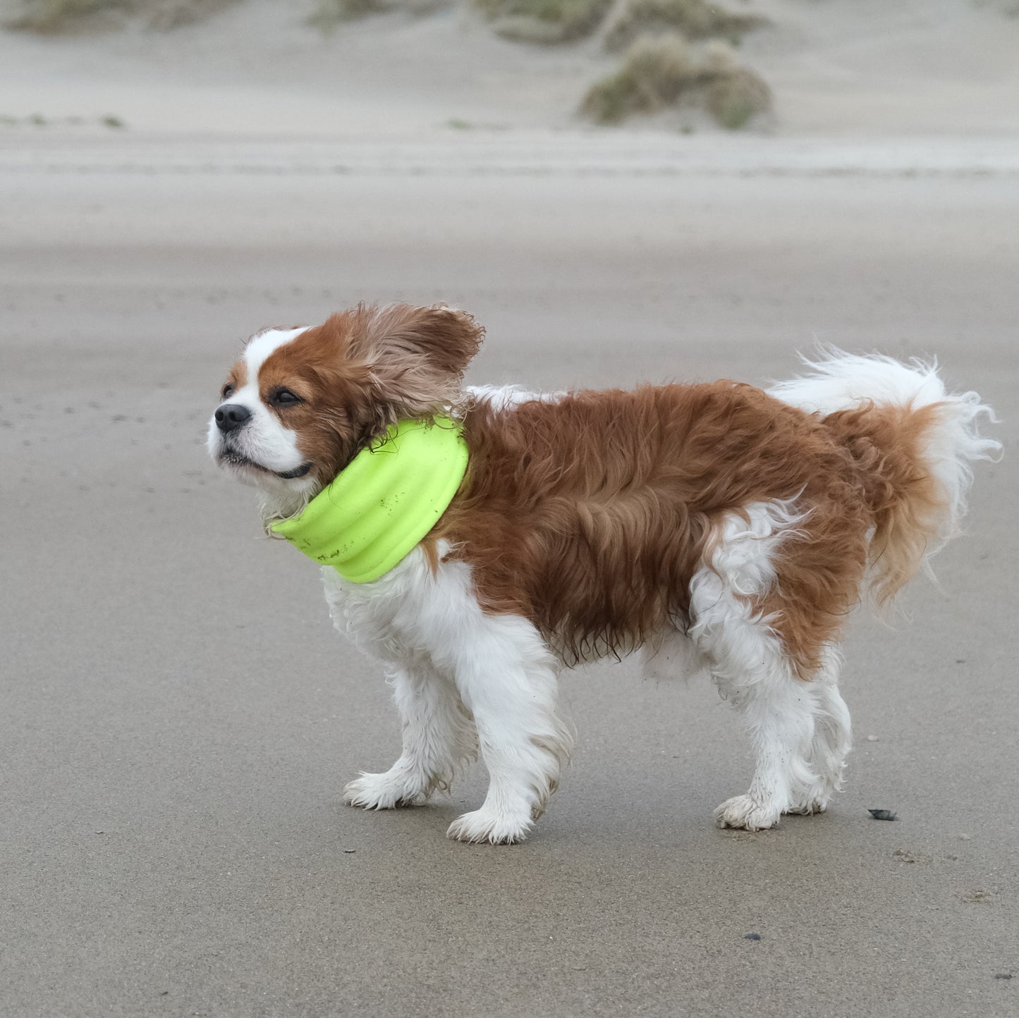 Hundeloop Fleece neongelb