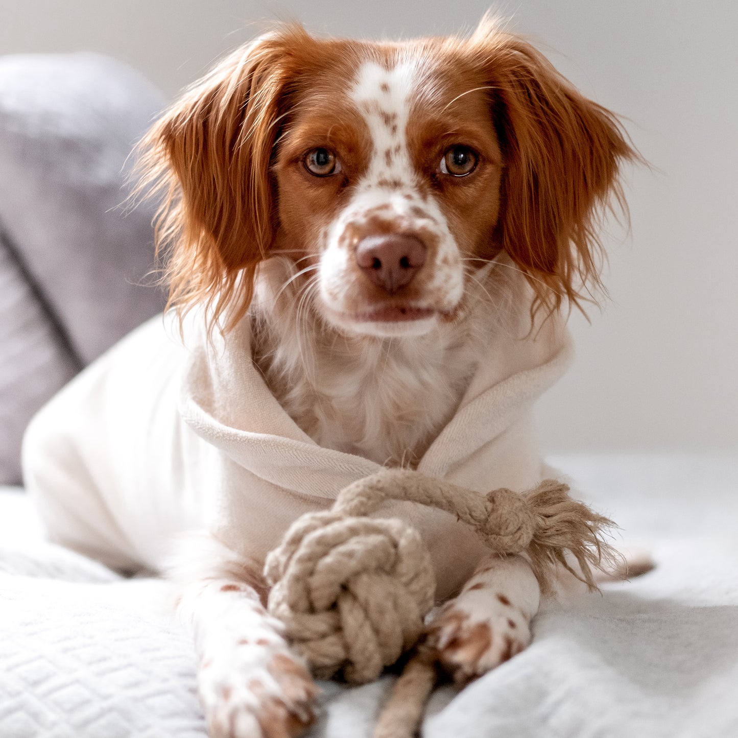 Hundespielzeug Goldhund Knoten