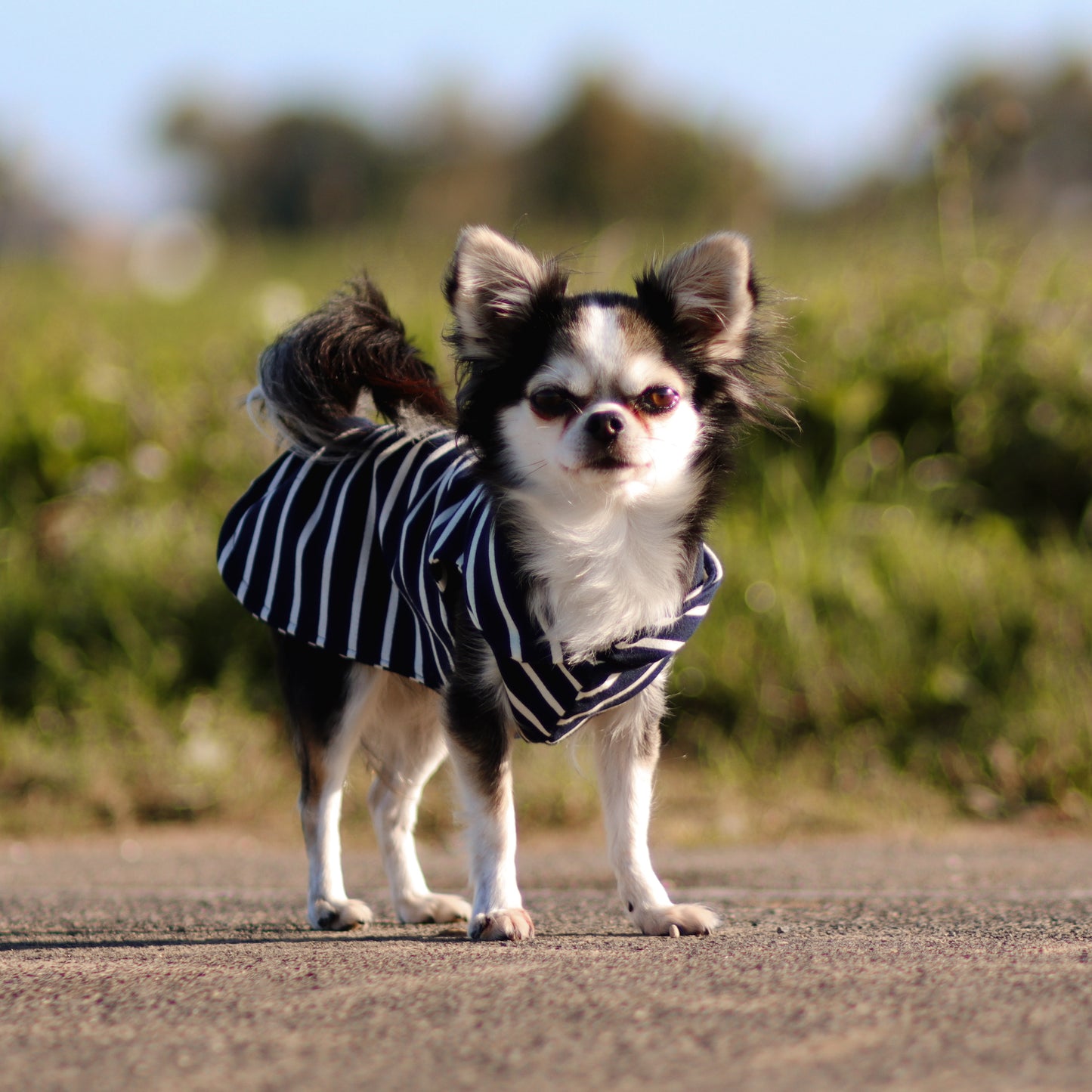 leichtes Hundeshirt CosyShirt light dunkelblau - weiß gestreift