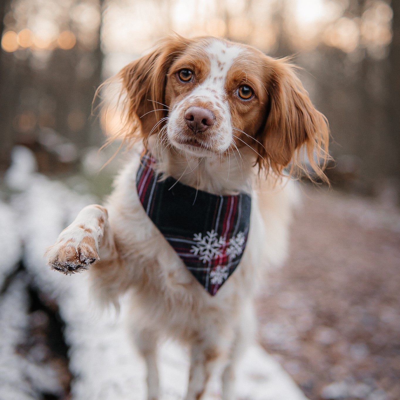 Hundehalstuch Schneeflocken dunkelblau kariert
