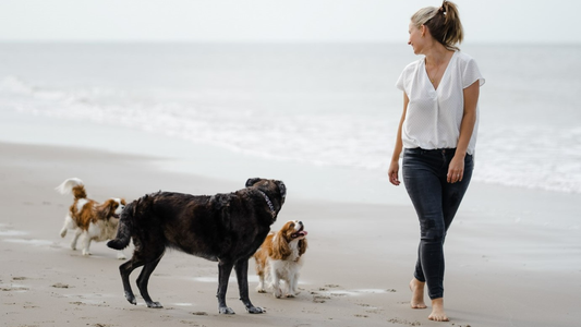 We know how much you love your dog