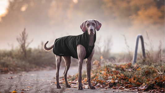 Checkliste: Wann braucht dein Hund einen Hundemantel? Alte Vorurteile & klare Antworten.