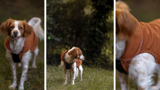 Kleidung für Hunde? Goldhund im TV bei hundkatzemaus