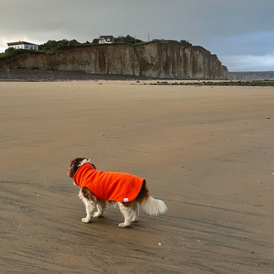 BS Hundepullover CosyShirt stay warm orange