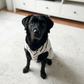 Hundebademantel CosyShirt dry dunkelblau - weiß stripes