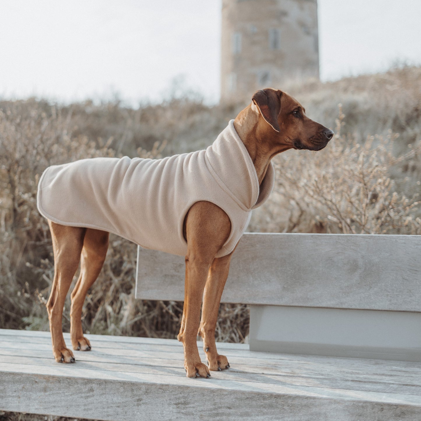 BS Hundepullover CosyShirt stay warm oatmeal