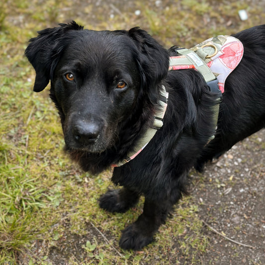 Hundegeschirr CARE Grapefruits