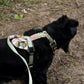 Hundegeschirr CARE Grapefruits
