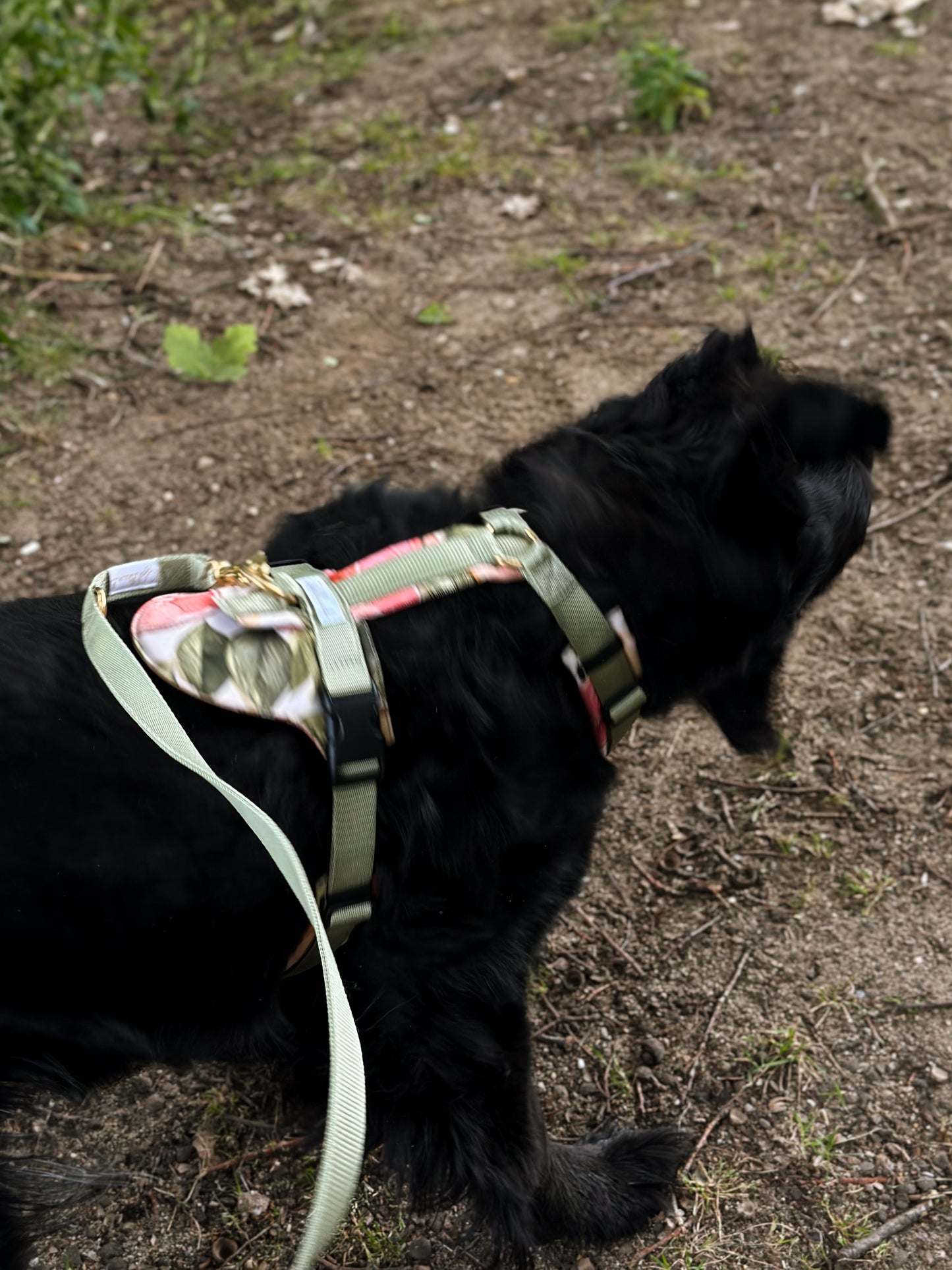 Hundegeschirr CARE Grapefruits