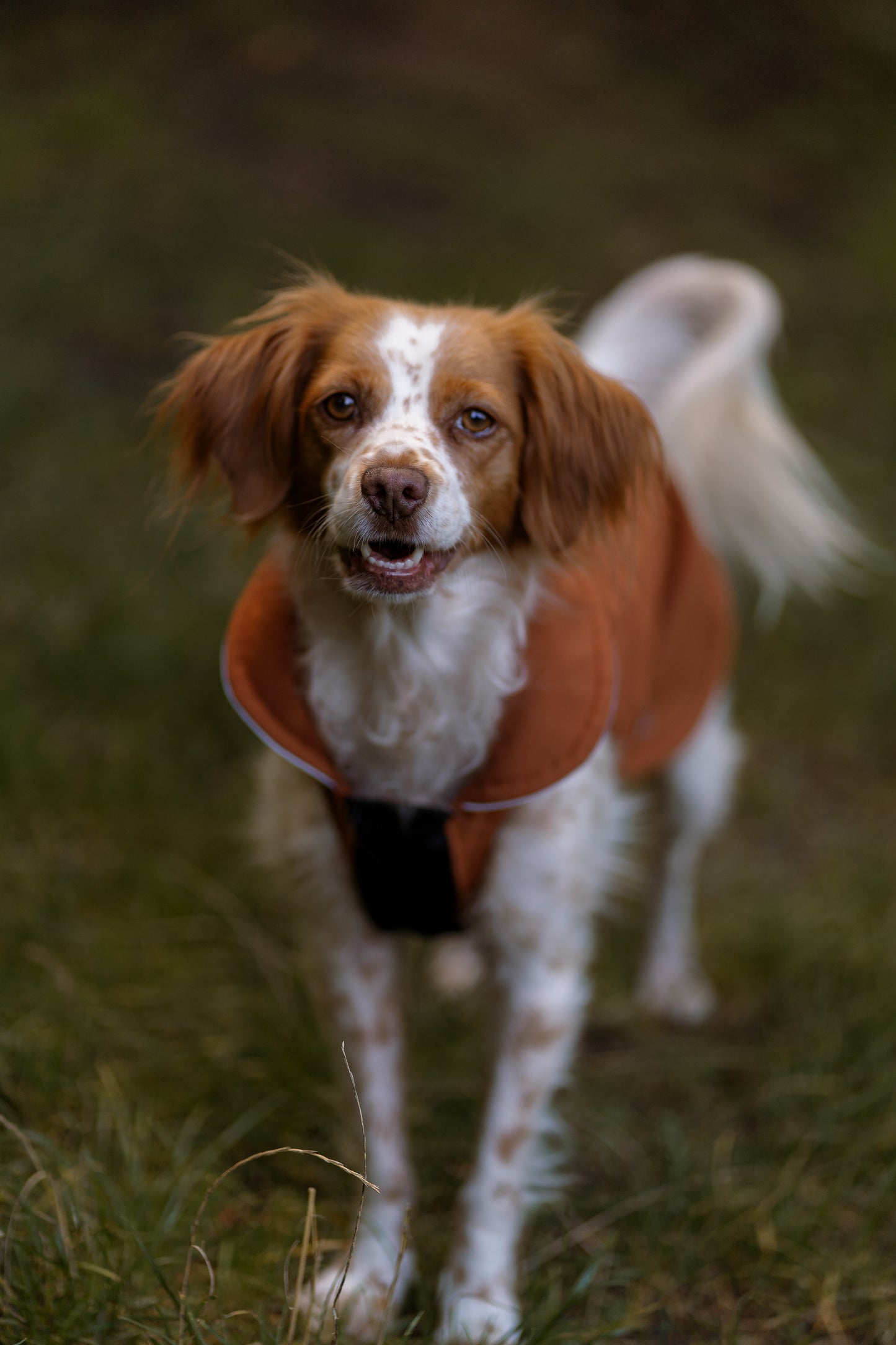 leichter Hundemantel CosyShell light cognac