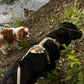 Hundegeschirr CARE Grapefruits