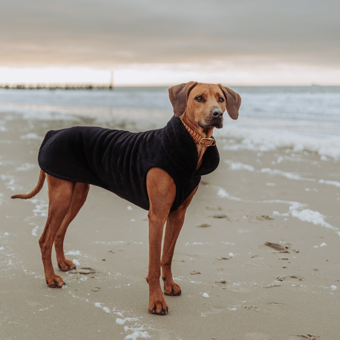 Hundepullover CosyShirt stay warm schwarz