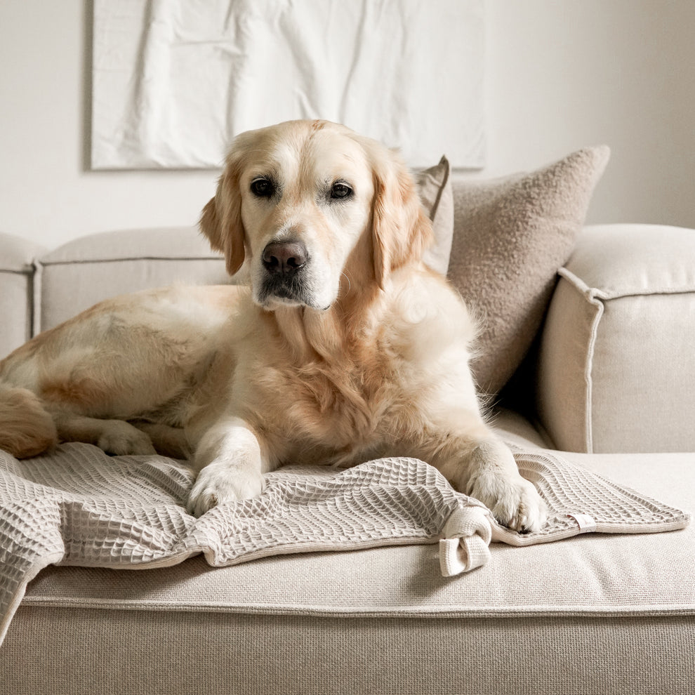 Pfotenhandtuch in beige von Goldhund für Hunde