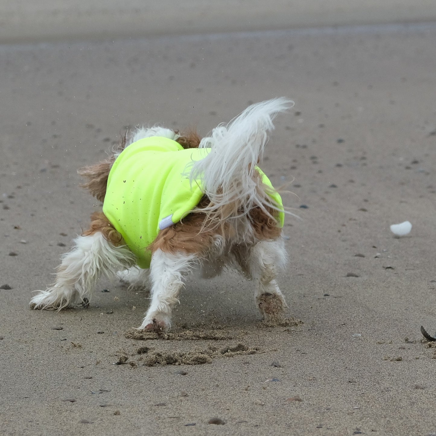 Hundepullover CosyShirt stay warm & in sight neongelb