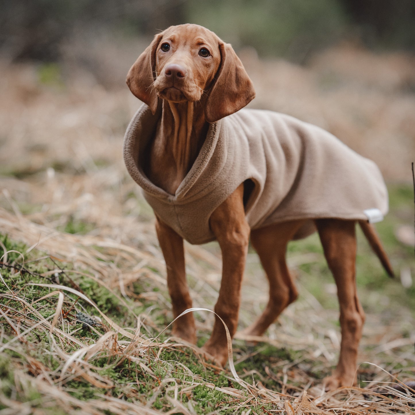 Hundepullover CosyShirt stay warm beige